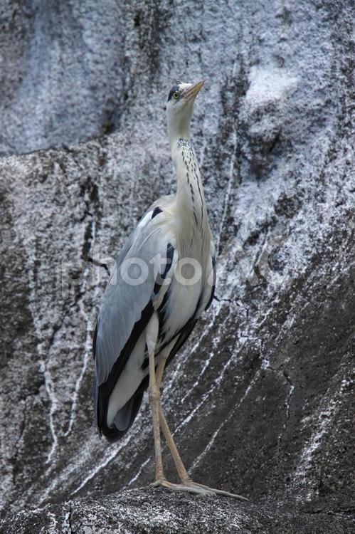 崖の上のサギ サギ,鳥,アオサギの写真素材