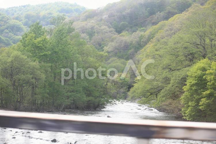 十和田の新緑１４選　１４ 木,樹木,植物の写真素材