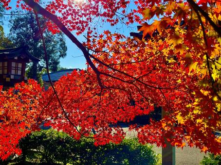 鮮やかに染まった紅葉 あき,秋,紅葉の写真素材