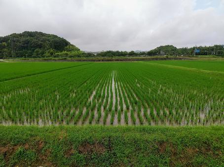 田植え後1ヶ月 田植え後1ヶ月の写真