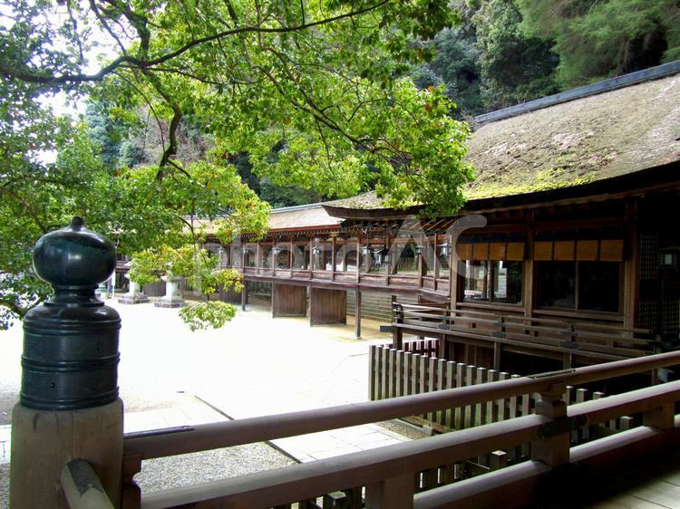 金刀比羅宮　南渡殿 金刀比羅宮,拝殿,南渡殿の写真素材