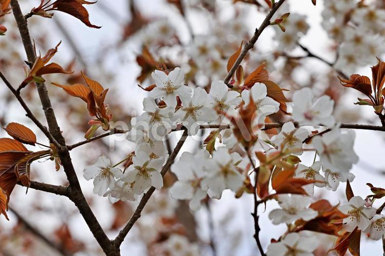 山桜の花と新芽　クローズアップ 山桜,桜,ヤマザクラの写真素材