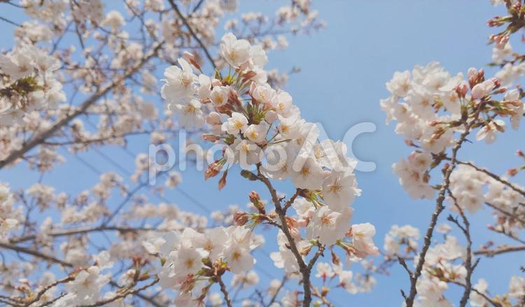 2024.04.06　桜9 桜,さくら,サクラの写真素材