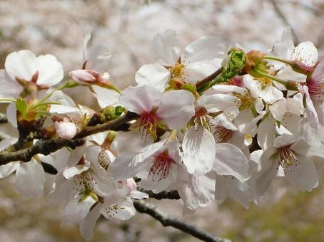 Cherry blossom blur background-8, JPG