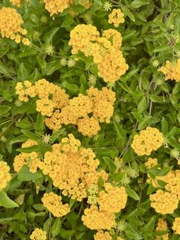 ランタナ 花 ランタナ 花 ランタナ,花,黄色の写真素材