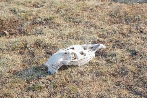 動物の頭蓋骨 動物の頭蓋骨の写真
