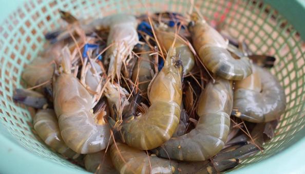 ざるに打ち上げられた新鮮な海老 ざるに打ち上げられた新鮮な海老 の写真