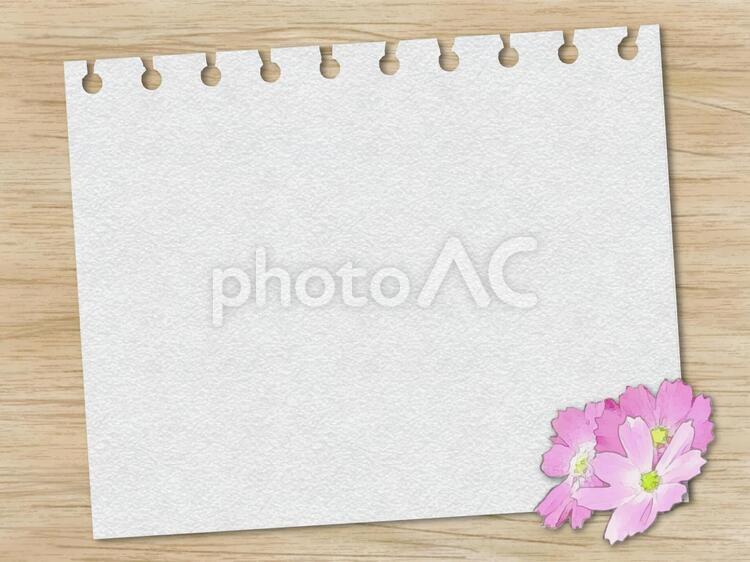 コスモスのメモフレーム コスモス,秋桜,メモの写真素材