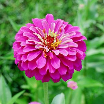 ジニア６ ジニア,花,かわいいの写真素材