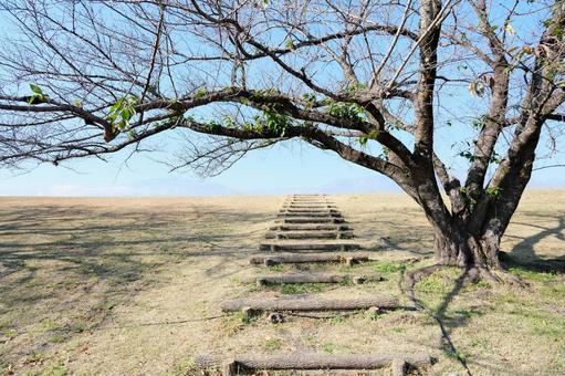 蕾の桜と階段 桜の木,階段,丘の写真素材