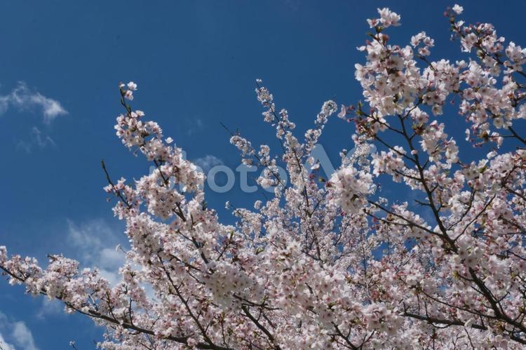 青空と満開のソメイヨシノ 桜,さくら,春の写真素材