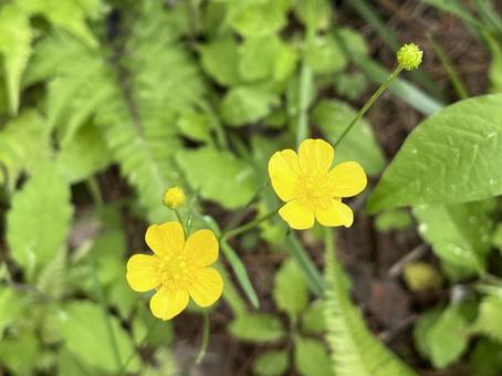 Photo, ummanoashigata, buttercup, umazeri, 