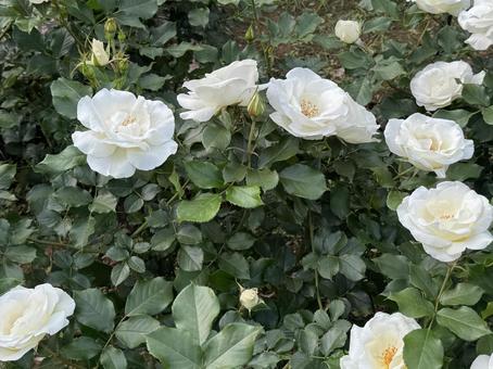 flower, JPG flower, JPG