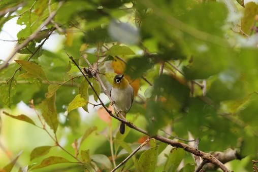 クロビタイメジロ クロビタイメジロ,野鳥,小鳥の写真素材