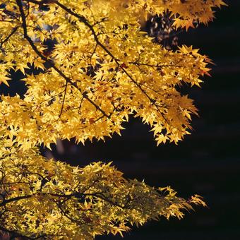 絵画のような紅葉の風景 紅葉,秋,黒背景の写真素材