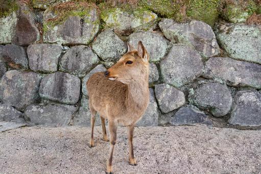 Deer of Miyajima in Aki, JPG