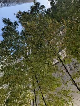 竹 竹 竹,竹林,人工の写真素材