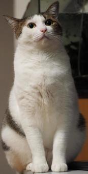 大きな瞳のかわいい猫 猫,ねこ,ペットの写真素材