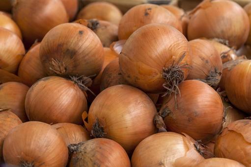 玉ねぎ1(田原市) 玉ねぎ1(田原市) 玉ねぎ,根菜,農業の写真素材