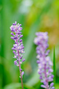 ヤブラン⑶ ヤブラン⑶の写真