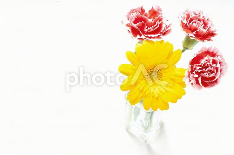 ガーベラとカーネーションの花束素材 花,赤,カーネーションの写真素材