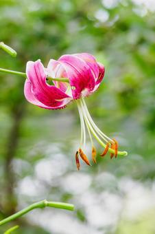 カノコユリ⑸ カノコユリ⑸ 花,ユリ,カノコユリの写真素材