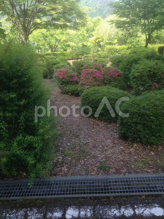 ツツジ公園 つつじ,公園,きれいの写真素材