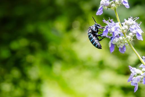 花蜜を吸うブルービー 花蜜を吸うブルービー ブルービー,蜜蜂,蜂の写真素材