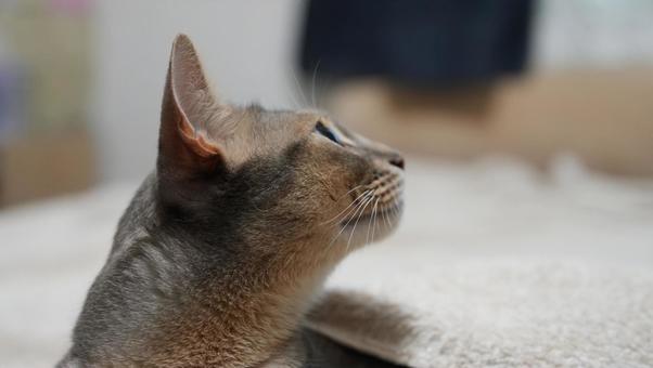 アビシニアンの首筋 猫,アビシニアン,ブルーの写真素材