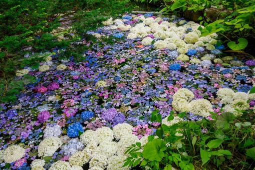 Photo, temple, oshu yanatsu kokuzoson, hydrangea, 