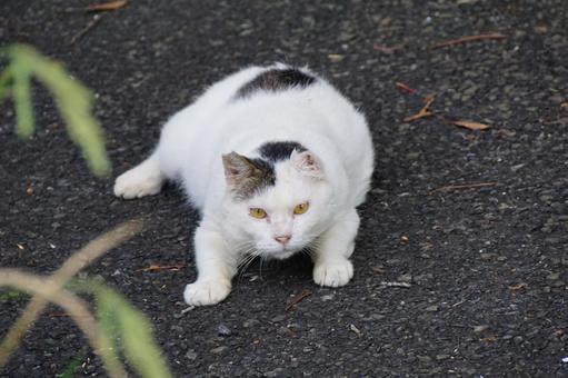 Stray Cat, JPG Stray Cat, JPG