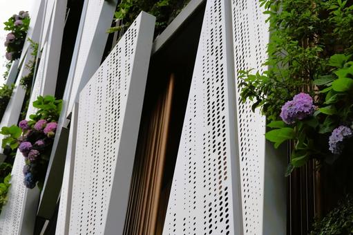 ６月上旬の阪神百貨店の外壁のあじさい あじさい,花,植物の写真素材