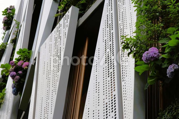 ６月上旬の阪神百貨店の外壁のあじさい あじさい,花,植物の写真素材