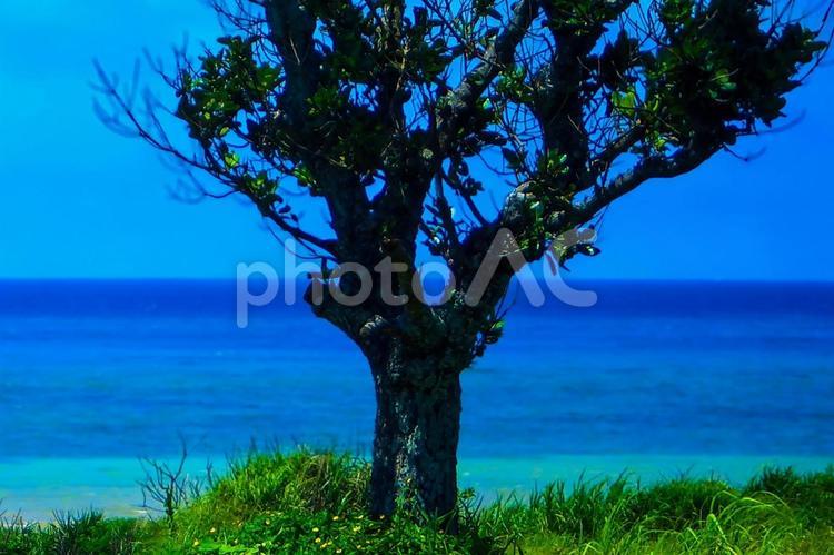 静かに佇む、海辺の木。小浜島ウータ浜 海,木,青空の写真素材