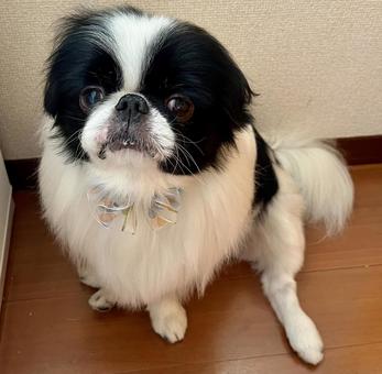 9歳happy birthday 狆 9歳happy birthday 狆 狆,9歳,バースデーの写真素材