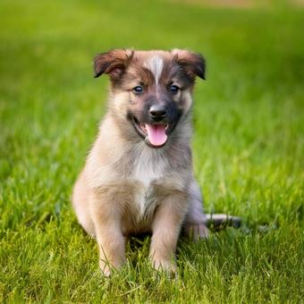 笑っている子犬 笑っている子犬の写真