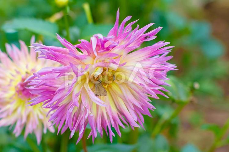ダリアと昆虫　イチモンジセセリチョウ ダリア,イチモンジセセリチョウ,花の写真素材