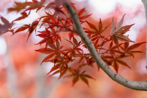 紅葉 紅葉の写真