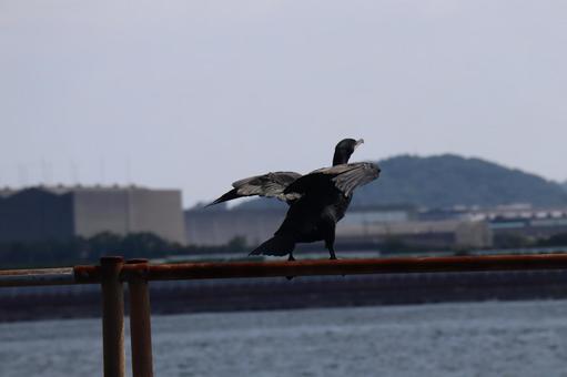 飛び立とうとするカワウのいる風景 飛び立とうとするカワウのいる風景の写真