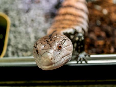 アオジタトカゲのアップの写真