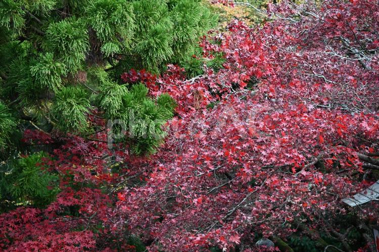 紅葉　秋のイメージ　背景　素材 紅葉,秋,素材の写真素材