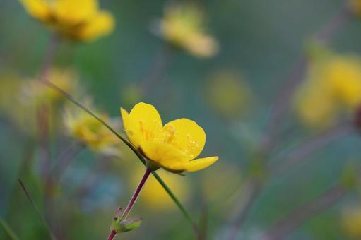 ミヤマダイコンソウ ミヤマダイコンソウの写真