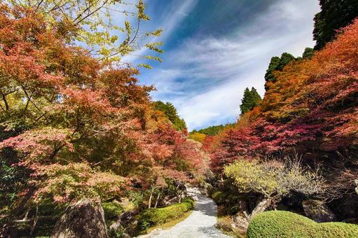英彦山大権現の紅葉 英彦山,大権現,英彦山神宮の写真素材