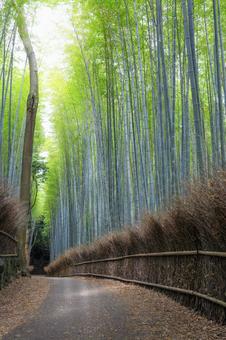 誰もいない嵐山の竹林の小径 誰もいない嵐山の竹林の小径 竹林,嵐山,新緑の写真素材