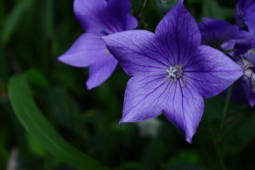 Photo, campanulaceae, flower, bellflower family, 