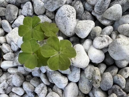玉砂利とクローバー クローバー,玉砂利,小石の写真素材