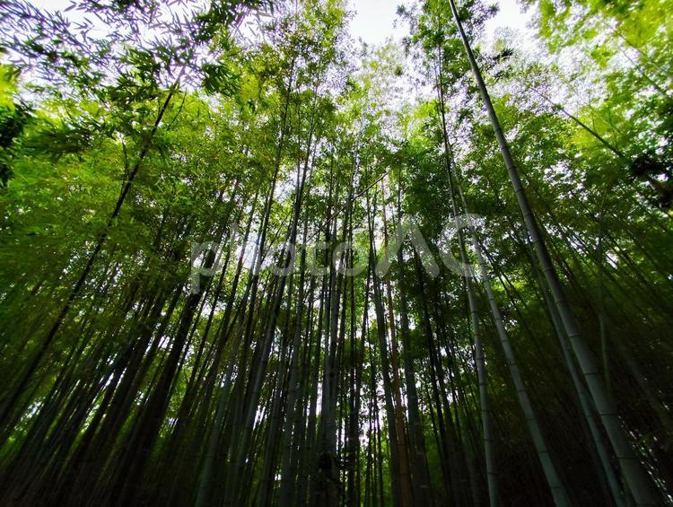 竹林 竹,竹林,涼やかの写真素材