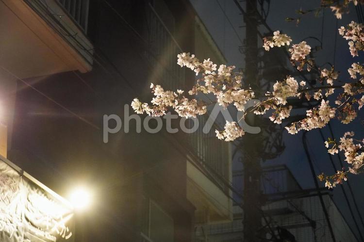 《東京都》目黒川 桜 桜,さくら,サクラの写真素材