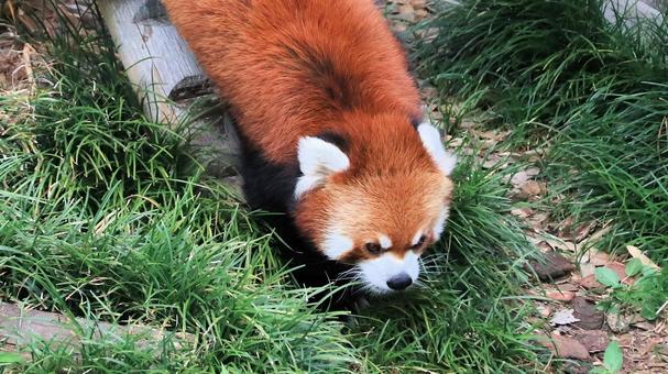 夏休みの動物園 レッサーパンダも暑い 夏休みの動物園 レッサーパンダも暑い レッサーパンダ,小熊貓,動物園の写真素材