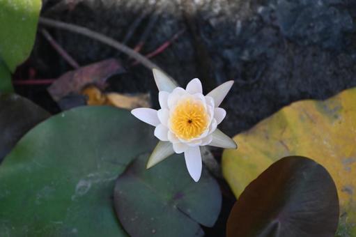 半開きの睡蓮の花? 半開きの睡蓮の花? 睡蓮,日陰,美しいの写真素材
